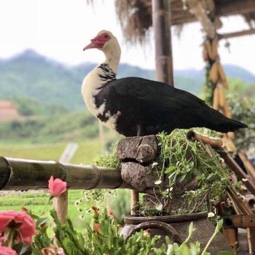 慢性肠炎能吃花胶吗 2026年慢性肠炎能吃花胶吗百度百科