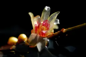 农历月份，一个月代表一种花卉，你是几月生？看看你是什么花？图片