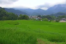 耕地不种要收回？耕地建房要拆除？耕地“三不准”，农民要注意图片