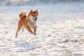 废柴本柴吖图片