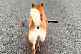 狗狗身上插着一把刀，路人正准备送医，但看清后却扬声恶骂图片