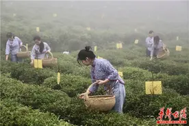 「决战决胜 全面小康」人物篇：一缕茗香传三代——安化县八角茶业一家三代扶贫情图片