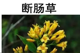 特别提醒：小心这类中药致不孕！图片