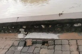 暴雨后，江苏一河道爬出“脸盆大”老鳖，路人发现捉走图片