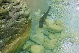 巴山大峡谷看娃娃鱼图片