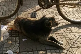 陕西：怪狗守车旁，跟着大爷看家、赶集不走丢，大爷：汉中都去过图片