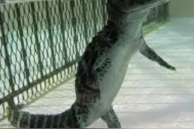 太可爱了吧！这位漫画家居然用一只鳄鱼治愈人心图片