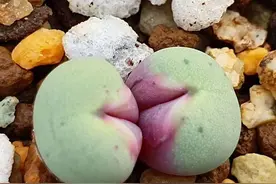 30种“奇形怪状”的多肉植物，你喜欢吗？图片