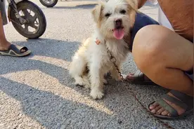 河南：孩子养狗让老人卖，因卖不到60，高温下老人抱着小狗不松手图片