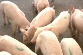 降！餐桌上的这些菜都便宜了图片