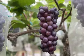 吃葡萄不吐葡萄皮，浙江新晋网红葡萄“天工墨玉”，品质让日本专家服气图片