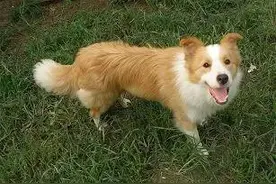 大黄和小黄的故事图片