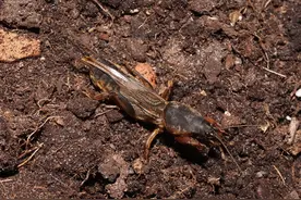 农村常见害虫，明明是虫却叫“土狗”，以前遭嫌弃，现在一斤80图片