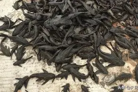 一个水库有7万斤，让中国吃货束手无策的清道夫，有遏制办法么？图片