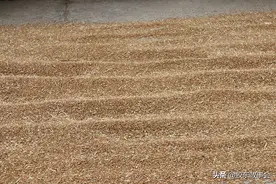 胶东乡村记忆：姥姥做的“干粮”，就是掖县老家的味道图片