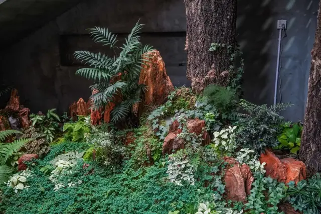 鳄鱼肉炆花胶 2026年鳄鱼胶的吃法