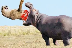 顶翻狮子，口撕鳄鱼，河马有多恐怖？草原上只有一物能制服它图片