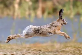 山上放置铁夹子欲捕猎野兔 宁都两男子因此进“班房”图片