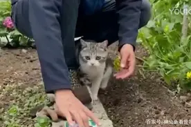 山东一只名字叫“叨乐”的猫，陪着主人装修农村小院走红图片