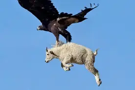 猛禽之王——金雕，能够将羊抓上空中，没有猎物能从它手上逃走图片