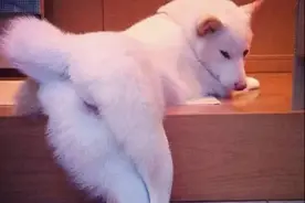 狗子用“屁股对着你”的5个含义，很多宠主都不懂图片