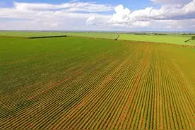 种甘蔗亩利润不足千元，广西种了1100万亩，战略地位等同于粮棉油图片