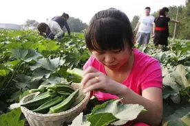 怎样栽培黄秋葵？管理、病虫害防治，这些技术是必要掌握的图片