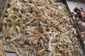 9月3日大连开海第三天海鲜价格一览图片