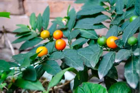 5种“赏果”花，比花还美，家里都能养图片