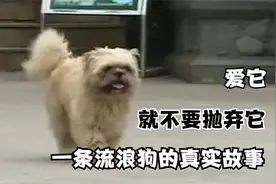 纪录片：一只流浪狗的真实故事，有的时候，狗比人更懂得感恩图片