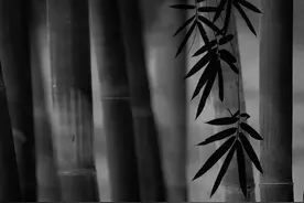 最是虚心留劲节，十五首咏竹的诗词，竹林清风，沁人心脾图片