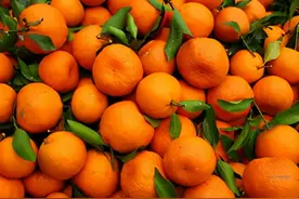 4毛一斤卖不掉，产地果子堆积成山，果农：还能卖哪去图片