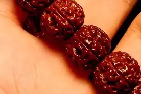 金刚菩提半年玉化，这玩法绝了图片