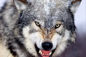 狼有多凶猛？一个手持铁棍的成年男子，能否斗过一头狼？图片