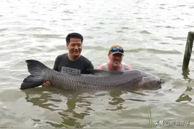 青鱼的“衰落”：一次产100万粒鱼卵，却走不出“死胡同”？图片