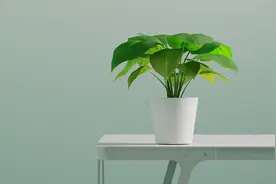 客厅养花“禁忌”，真不是迷信，是有科学道理的图片