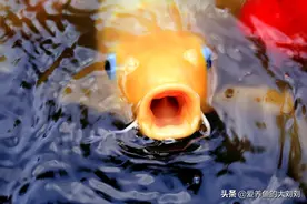 观赏鱼每天喂食的最佳时间是什么时候？图片