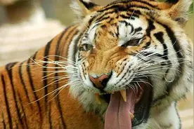 为什么老一辈人曾说，“老虎舔一下，一块皮掉下”？图片