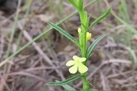 独脚金是怎样的植物，能人工种植吗？图片