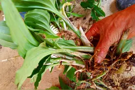 个头不高价值不小，人称“见血清”，常生于农村溪边，100元1斤图片