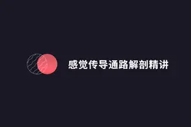 感觉传导通路解剖精讲及定位诊断图片