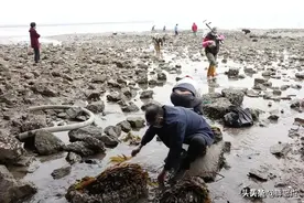 趁春暖花开，我们去青岛后海赶海--抓螃蟹抓虾虎吧！附详细线路图图片