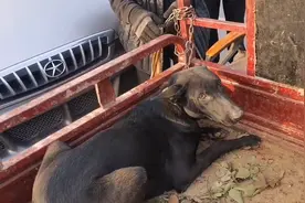 河南：850，看家犬上了狗肉车，大爷：杀了结局，卖它可怜它干啥图片
