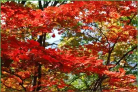 再上香山感图片