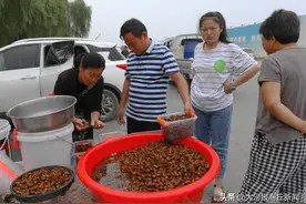 宁陵金蝉市场生意“火爆”，收购价6毛5一个图片