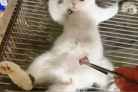 做了绝育的小猫，那绝望的眼神图片