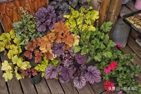 6种耐阴花，好养又好看，弱光照样长势好，室内生机勃勃图片