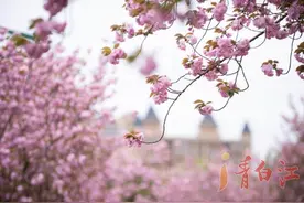 视频丨繁花有期  邂逅一场浪漫的相遇图片