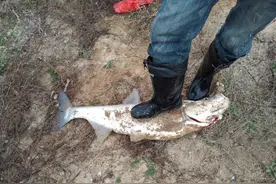 泥鳅钓鱼为何人人喊打？钓友：主要还是钓得太狠了图片