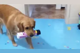 金毛抓苍蝇，见苍蝇会飞抓不到后，就去找来灭蚊剂让妈妈喷死它